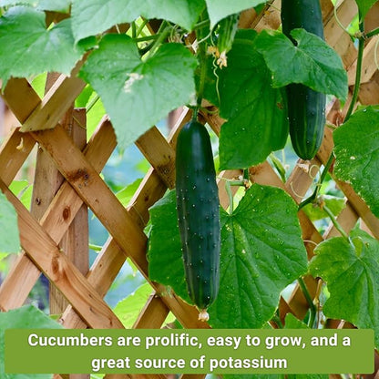 Sow Right Seeds - Cucumber Seed Collection for Planting - Pale Armenian, Pickling, Lemon, Beit Alpha, Marketmore Variety Pack - Non-GMO Heirloom Packets - Plant and Grow a Home Vegetable Garden