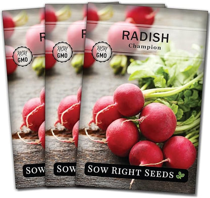 Sow Right Seeds - Champion Radish Seed for Planting - Non-GMO Heirloom Packet with Instructions to Plant a Home Vegetable Garden - Grow This Classic Red Variety - Spicy Cherry Type, Fast Growing (3)