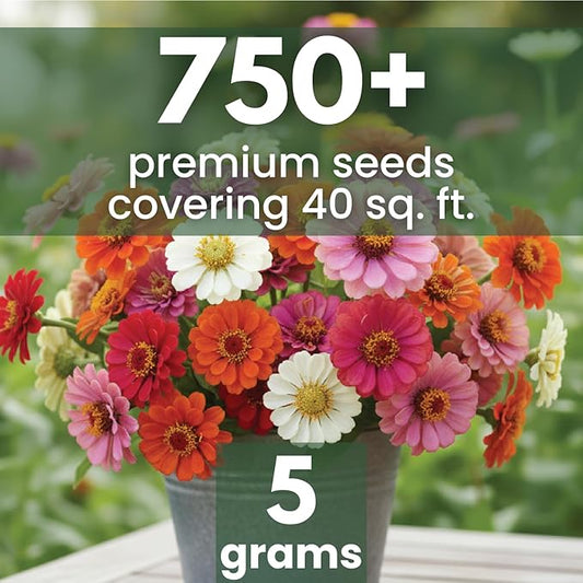 Zinnia ‘Cut and Come Again’ – 750 Seeds for Planting – 5 Gram Pouch