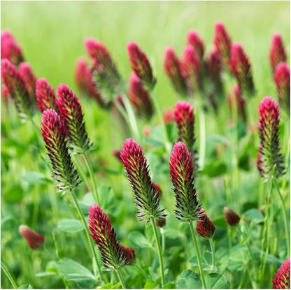 Seed Needs Clover Seeds Crimson Clover Ground Cover | 12,000+ Seeds Trifolium Incarnatum Annual Flower | Bulk Resealable Pounch of Clover Seed | Blooms Attract Pollinators