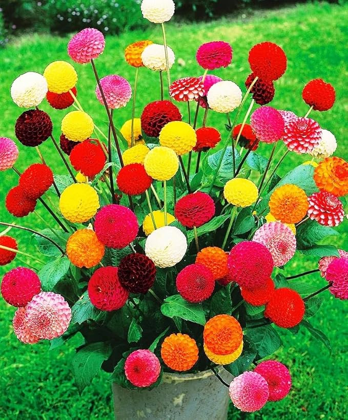 Seeds Dahlia Pompon Mix Annual Flowers