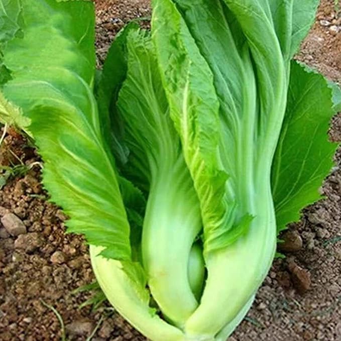 100 Pcs Seeds Heirloom | Non-GMO | Chinese Asian Vegetable Seeds Fresh Garden Seeds, Seeds, Gardeners Choice!