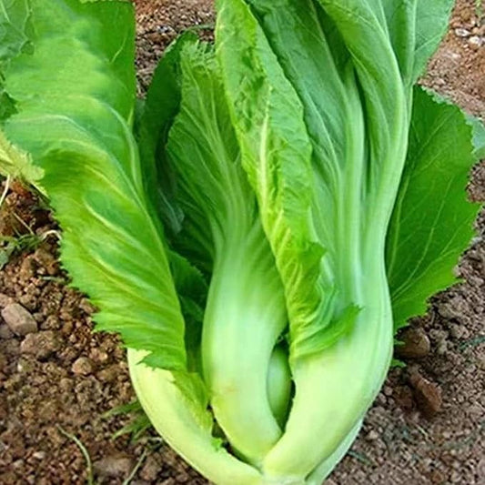100 Pcs Seeds Heirloom | Non-GMO | Chinese Asian Vegetable Seeds Fresh Garden Seeds, Seeds, Gardeners Choice!