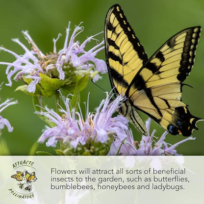 Seed Needs Morning Glory Seeds for Planting - Variety Pack/Collection of 5 Individual Varieties - Heirloom & Open Pollinated Vines to Plant a Butterfly Garden (5 Packs)