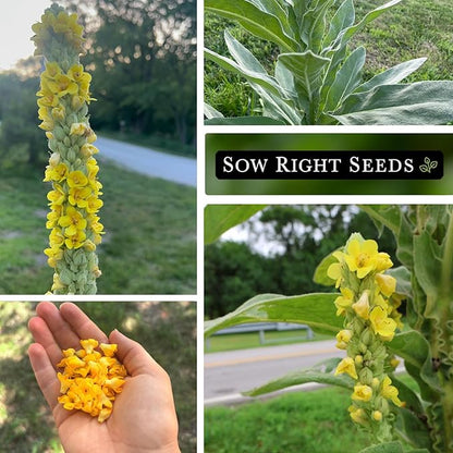 Sow Right Seeds - Mullein Seeds for Planting - Non-GMO Heirloom Variety - Ideal for Gardens, Landscaping, Medicinal Herbs - Easy to Grow - Indoor or Outdoor Growing - Herb Garden (2)