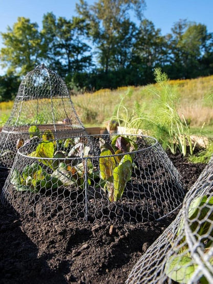 Gardener’s Supply Company Sturdy Chicken Wire Cloche Plant Protector Extension | Adds Broader Area Coverage Protection for Tall Plants Vegetables & Seedlings | (Cloche Extension Only)