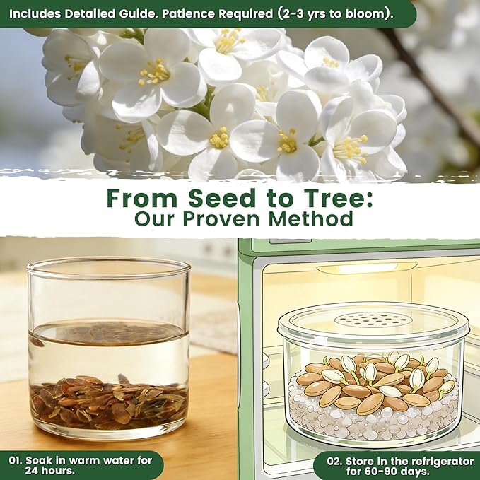 White Japanese Lilac Tree Seeds - 100 Non-GMO Heirloom Seeds for Planting, Fragrant Flowering Tree for Pollinator Gardens, Landscaping & Privacy Screens, USDA Zones 3-7