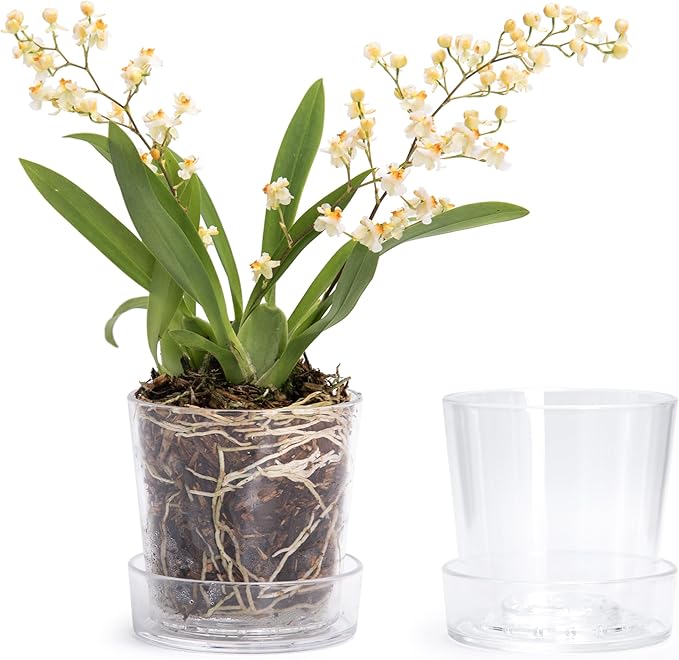 Phoenix Vine 3.5 Inch Clear Acrylic Planter Pot with Tray, Orchid Pot with Drainage Holes, Deep Saucer for Bottom Watering, Transparent Containers for Indoor Plants, Herbs, Set of 2, 91-A-D-2