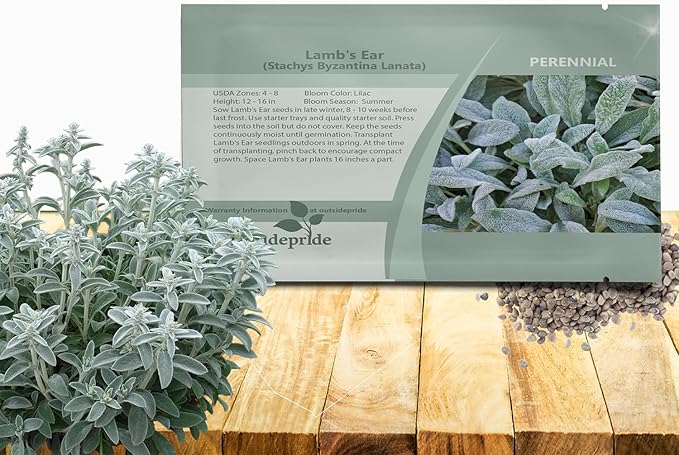 Outsidepride Stachys Byzantina Lamb's Ear Seeds - 1000 Pcs Perennial Flower Seeds for Planting Velvet-Textured Silvery Foliage & Vibrant Blooms for Ground Cover & Pollinator Gardens