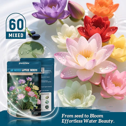 Lotus Seeds for Planting in Water | 60 PCS Mixed Color Bowl Lotus Seeds for Indoor Bonsai, Outdoor Ponds & Garden | Non-GMO Water Lily Aquatic Plant Seeds