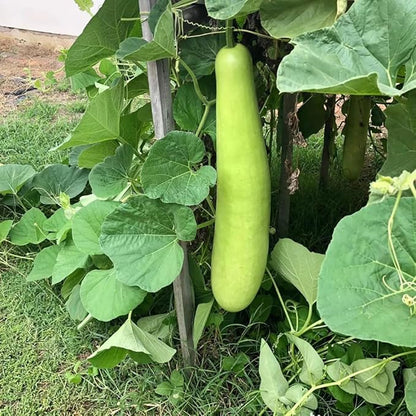 15+ Long Bottle Gourd Seeds Calabash Gourd Gourds Non-GMO Edible Asian Indian Vegetable Squash Dudi Calabash Long Melon Climbing Vine