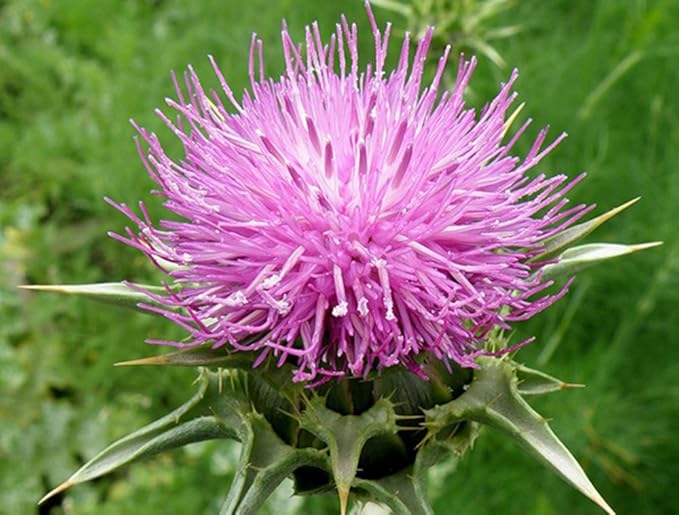 Seeds Milk Thistle/Blessed Milkthistle/Purple Blessed/Non GMO/Heirloom