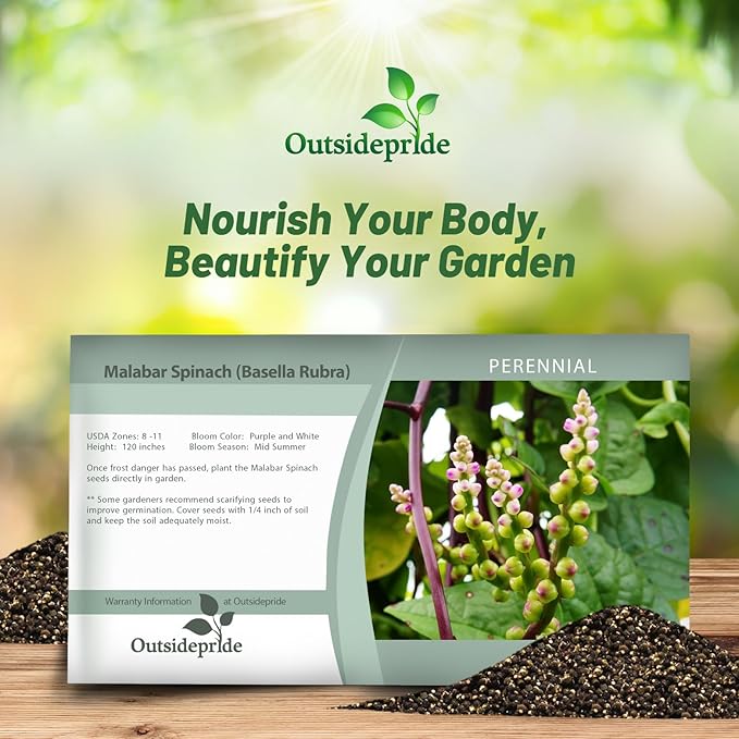 Outsidepride Basella Rubra Malabar Spinach Seeds - 100 Pcs. Perennial, Humid & Heat-Tolerant, Nutrient-Rich Herb Seeds for Planting Edible Vegetables, Ideal for Cooking & Edible Landscaping