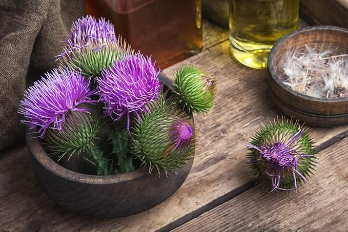Seeds Milk Thistle/Blessed Milkthistle/Purple Blessed/Non GMO/Heirloom