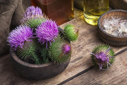 150+ Seeds Blessed Milk Thistle Medicinal - Herb Purple