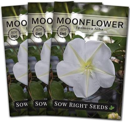 Sow Right Seeds - Moonflower (Ipomoea alba) Flower Seeds for Planting - Non-GMO Heirloom Flowers to Grow in Your Home Garden - Vining Plant for Beautiful Evening Blooms - Wonderful Gift (3)