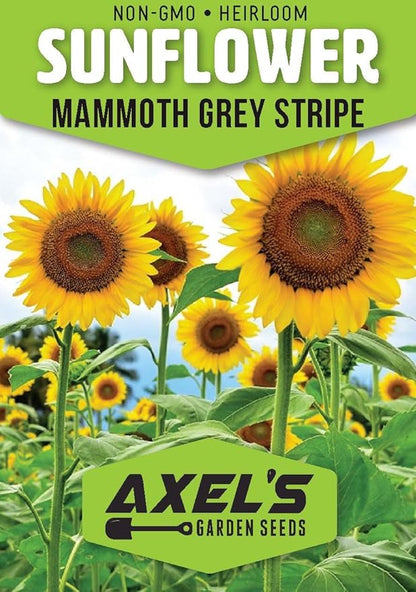Mammoth Sunflower Seeds for Planting - Grow Giant Sun Flowers in Your Garden - 50 Non GMO Heirloom Seeds - Full Planting Instructions for Easy Grow - Great Gardening Gifts (2 Packets)