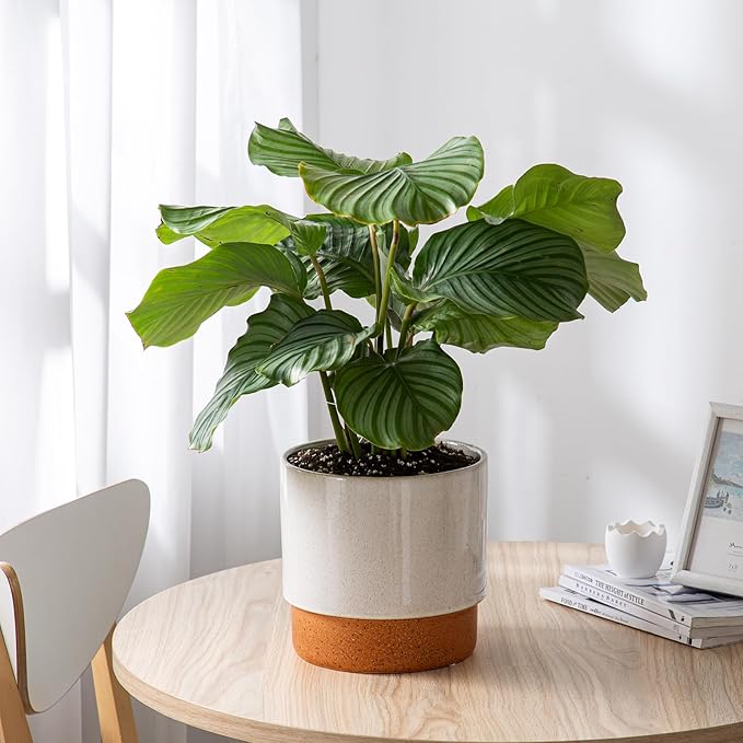 Self Watering Ceramic Planter: 8 Inch Plant Pot with Drainage Hole & Water Storage Plus for Outdoor & Indoor Plants, Succulents, Herbs - Flower Pot for Home or Office Decor - Retro Grey