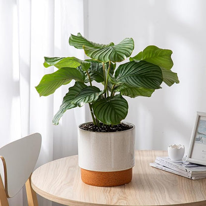 Self Watering Ceramic Planter: 8 Inch Plant Pot with Drainage Hole & Water Storage Plus for Outdoor & Indoor Plants, Succulents, Herbs - Flower Pot for Home or Office Decor - Retro Grey
