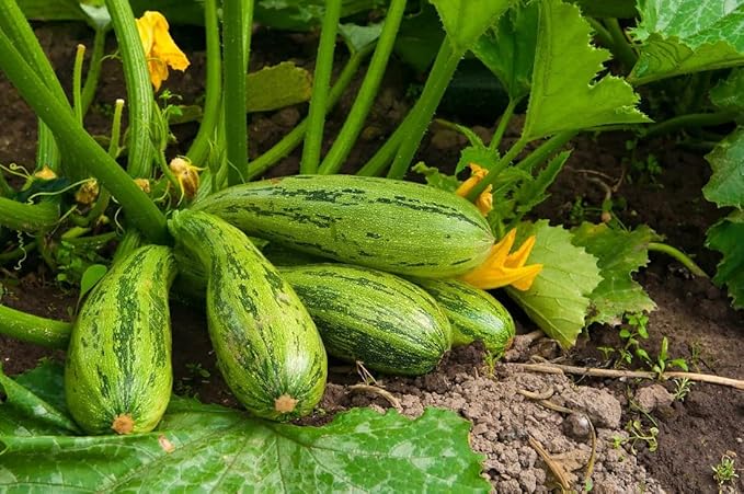 Seeds Vegetable Zucchini Tiger Striped Green - 30 Seeds