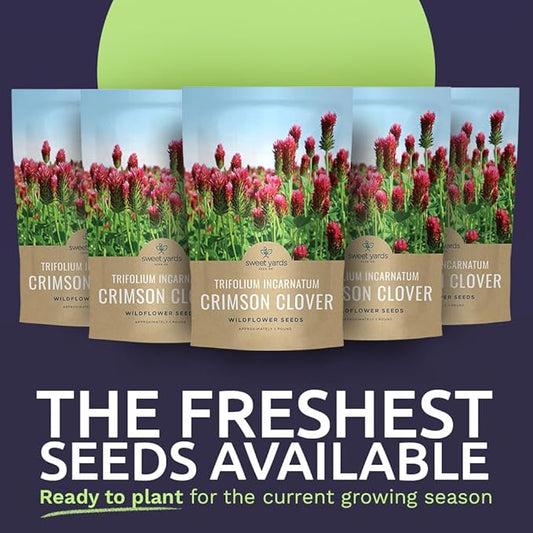 Crimson Clover Seeds for Planting – Bulk 5 Pounds – Over 400,000 Open Pollinated Non-GMO Seeds – Trifolium incarnatum