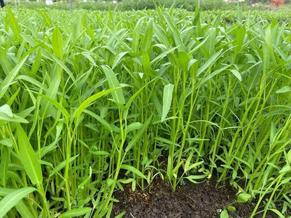 1000+ Organic Water Spinach Seeds – Kangkong, Ong Choy, Rau Muong – Heirloom, Non-GMO, USA Grown - Asian Vegetable Seeds for Home Garden or Backyard Planting
