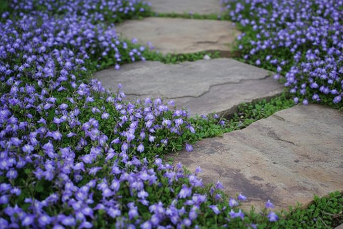 Perennial Farm Marketplace Mazus reptans (Creeping Blue) Groundcover, 1 Quart, Bright Bluish Colored Flowers