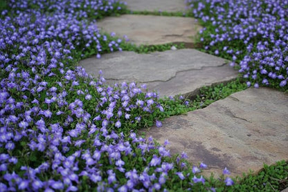 Perennial Farm Marketplace Mazus reptans (Creeping Blue) Groundcover, 1 Quart, Bright Bluish Colored Flowers