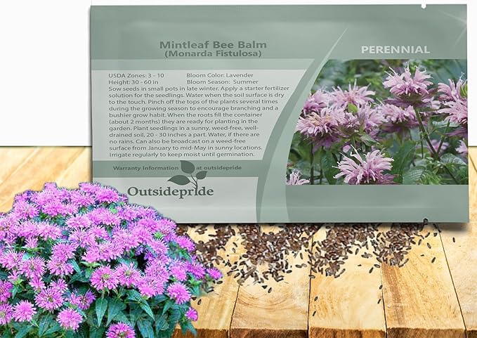 Outsidepride Wild Bergamot Seeds - 2000 Pcs Perennial, Easy to Grow & Pollinator Friendly Monarda Fistulosa Flower Seeds for Planting Aromatic Leaves & Edible Blooms, Ideal for Teas & Potpourri