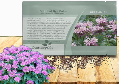 Outsidepride Wild Bergamot Seeds - 2000 Pcs Perennial, Easy to Grow & Pollinator Friendly Monarda Fistulosa Flower Seeds for Planting Aromatic Leaves & Edible Blooms, Ideal for Teas & Potpourri