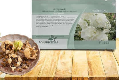 Outsidepride Double Hollyhock Seeds - 100 Pcs Perennnial White Heirloom, Long-Blooming Drought Tolerant Flower Seeds with Semi-Double Blooms for Cottage Gardens & Cut Flowers