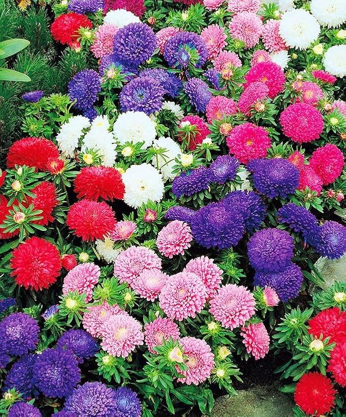 Seeds Aster Dwarf Mix Annual Garden Flowers for Planting