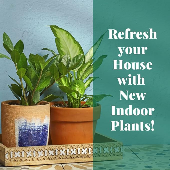 House Plant Shop | Snake 'Black Gold' - 4" Pot | Live Indoor Plant | Easy to Care | Natural Décor Plant | Great Gifts| Free Care Guide