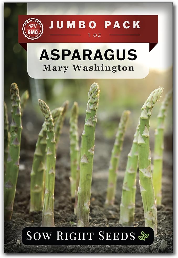 Sow Right Seeds - Bulk Mary Washington Asparagus Seeds for Planting - 1 Ounce, 1600 Seeds - Non-GMO HeirloomJumbo Pack with Instructions to Plant a Home Vegetable Garden - Grow Asparagus for Years