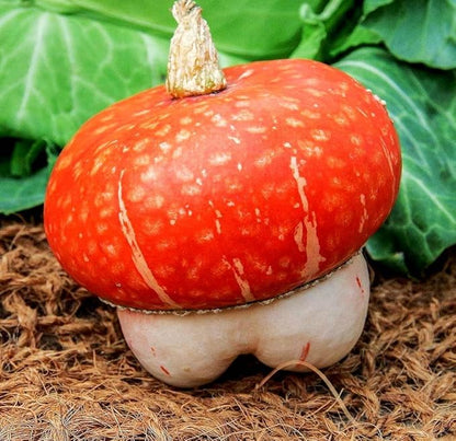 Pumpkin Turk’s Turban 10 Seeds Ornamental Decorative Turban Squash Mushroom Pumpkin Gourd Non-GMO