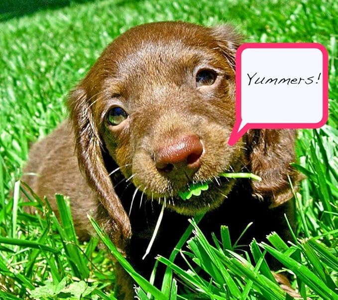 Seeds Grass for Dogs Non GMO Heirloom 1500 Seeds
