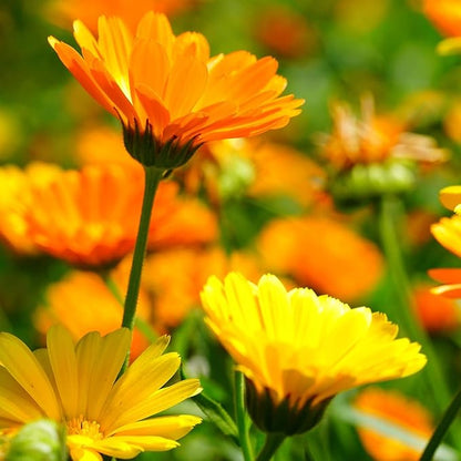 Calendula Seeds Pacific Beauty Mix, 3000+ Calendula Officinalis Seeds, Open Pollinated Non-GMO Wildflower Seed Grown in The USA, 1 Ounce
