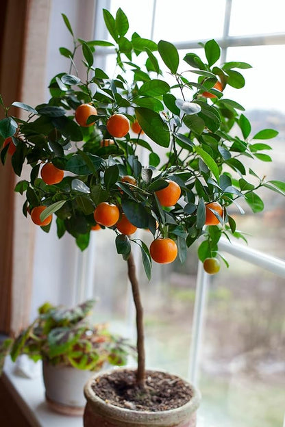 Gardenera's Premium Orange Tree Soil Mix - Quick Drain Potting Soil for Growing and Repotting Citrus Sinensis - 2 Quart