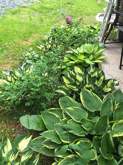 50+ Mixed Rare Hosta Seeds Plantain Lily Hosta plantaginea Flowers Garden Planting