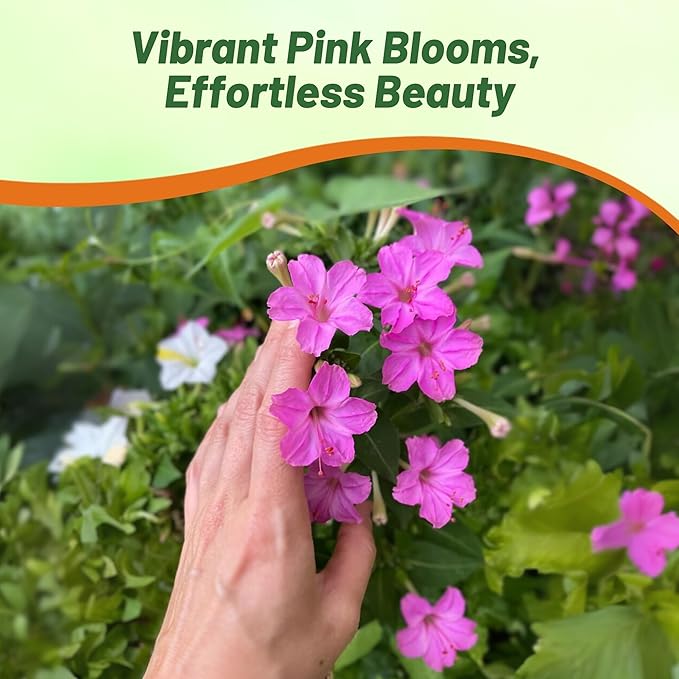Outsidepride Pink Four O'clock Flower Seeds - 1 lb Perennial Fragrant, Trumpet-Shaped Blooms, Deer-Proof & Easy to Grow, for Pollinator & Evening Gardens, Containers, Hedges, or Borders
