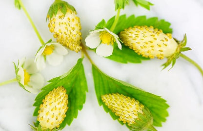 Seeds Alpine Strawberry Yellow Wonder Everbearing Climbing Heirloom Fruits for Planting Non GMO