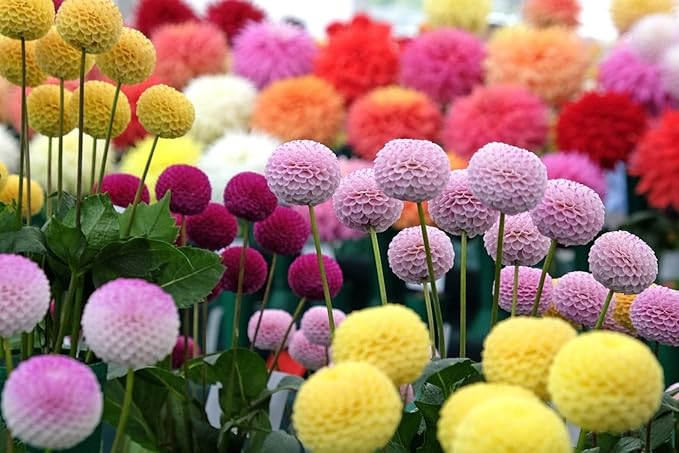 Seeds Dahlia Pompon Mix Annual Flowers