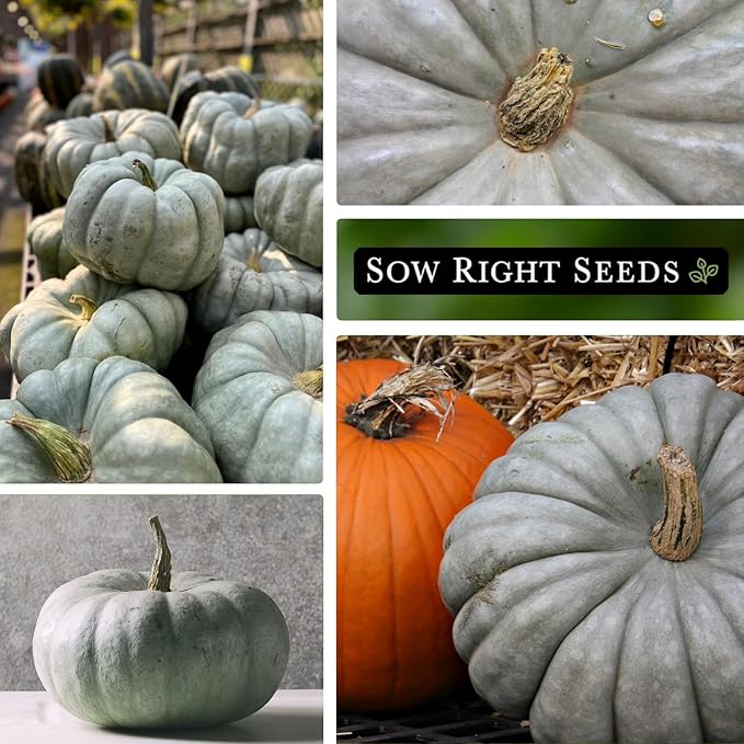 Sow Right Seeds - Jarrahdale Pumpkin Seeds for Planting - Non-GMO Heirloom Packet with Instructions to Plant & Grow an Outdoor Home Vegetable Garden - Unique Grey Blue Variety - Fall Decor (2)
