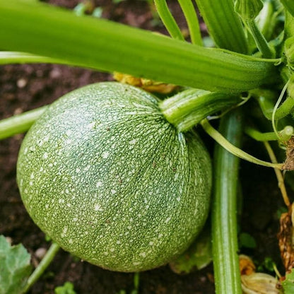 Seeds Round Zucchini Light Green Courgette Non GMO Heirloom