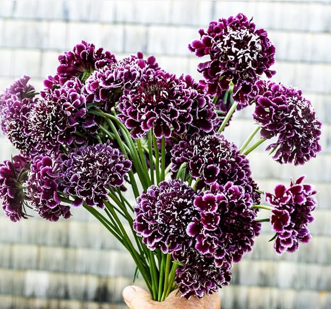 Pincushion or Scabiosa Mixed Seeds - 100 Imperial Mix Seed - Non GMO