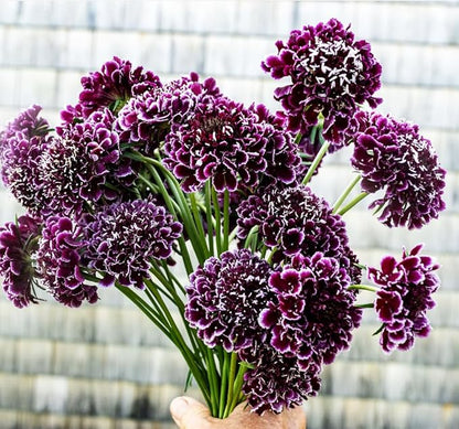 Pincushion or Scabiosa Mixed Seeds - 100 Imperial Mix Seed - Non GMO