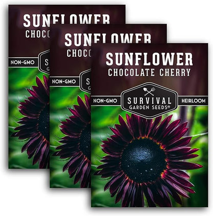 Chocolate Cherry Sunflower Seeds for Planting | Rare Burgundy Black Blooms, 6-7ft Giant Non-GMO Heirloom Flower - Survival Garden Seeds (3 Packs)