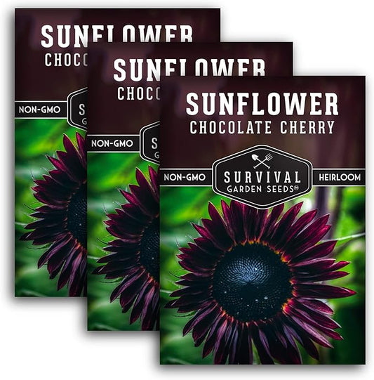 Chocolate Cherry Sunflower Seeds for Planting | Rare Burgundy Black Blooms, 6-7ft Giant Non-GMO Heirloom Flower - Survival Garden Seeds (3 Packs)