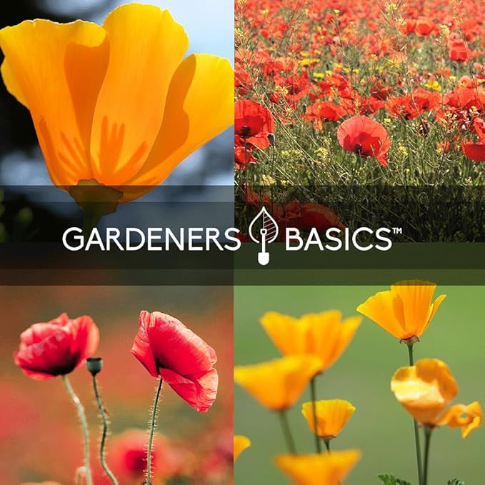 Gardeners Basics Poppy Seeds for Planting Outdoors Flower Seeds (Variety Pack of 4) Poppies Iceland, California, California Mikado and Red Corn Varieties for Bees, Pollinators Wildflower Seed