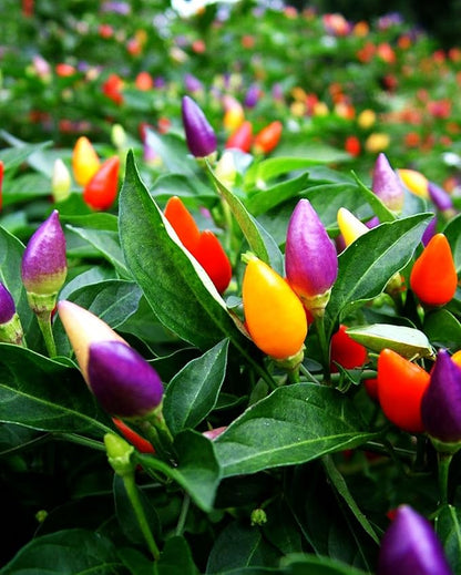Pepper Masquerad Ornamental Hot Chili Pepper Multicolor 50+ Seeds for Planting Ideal for Pots